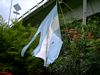La bandera que usamos siempre es la de Martn, la misma ya sobrevivi 2 guerras, 5 bombardeos, 4 inundaciones, 38 campamentos y fue rescatada de entre las mandibulas de perros 8 veces...